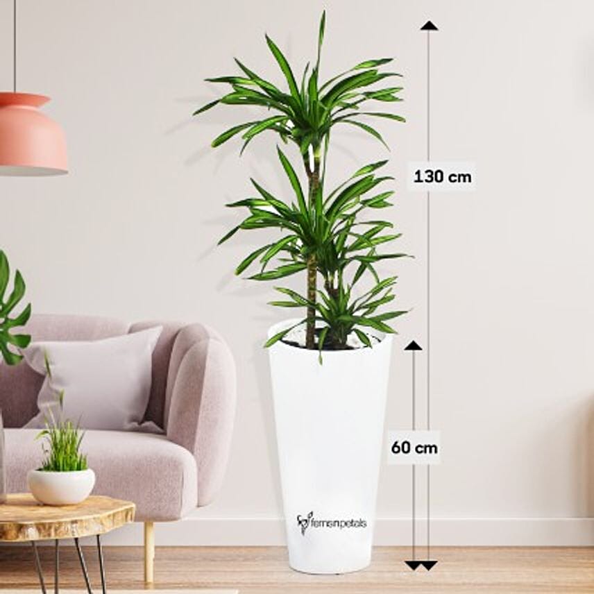 Dracaena Rikki in 60cm High Planter: Premium Gifts