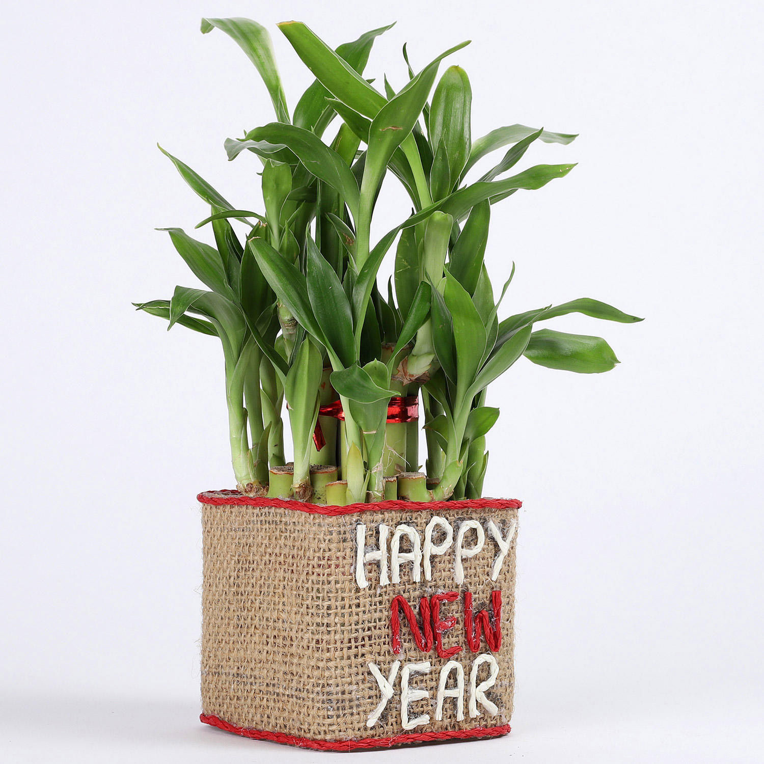 Two Layer Lucky Bamboo Plant In New Year Glass Vase in uae