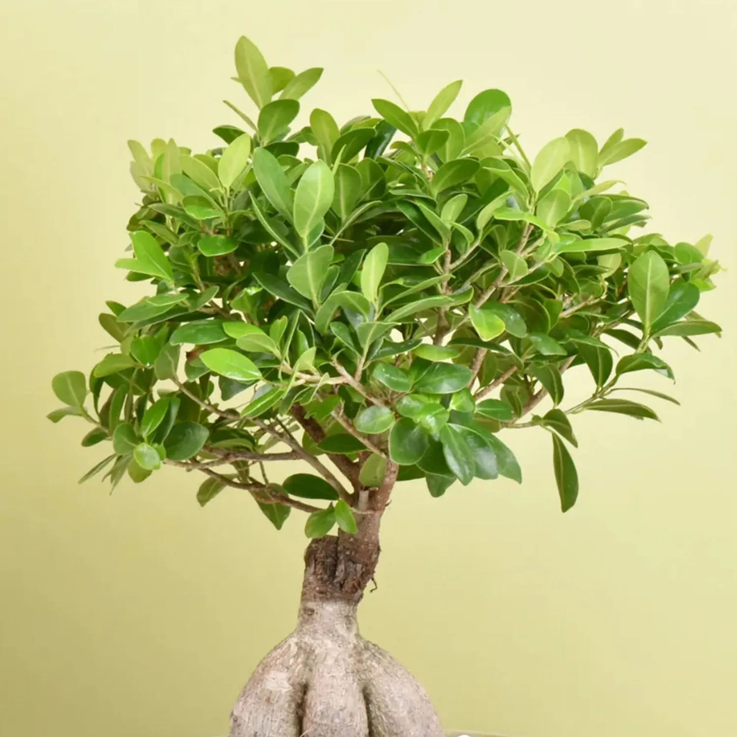 Online Bonsai Plant In Green Pot Gift Delivery in UAE
